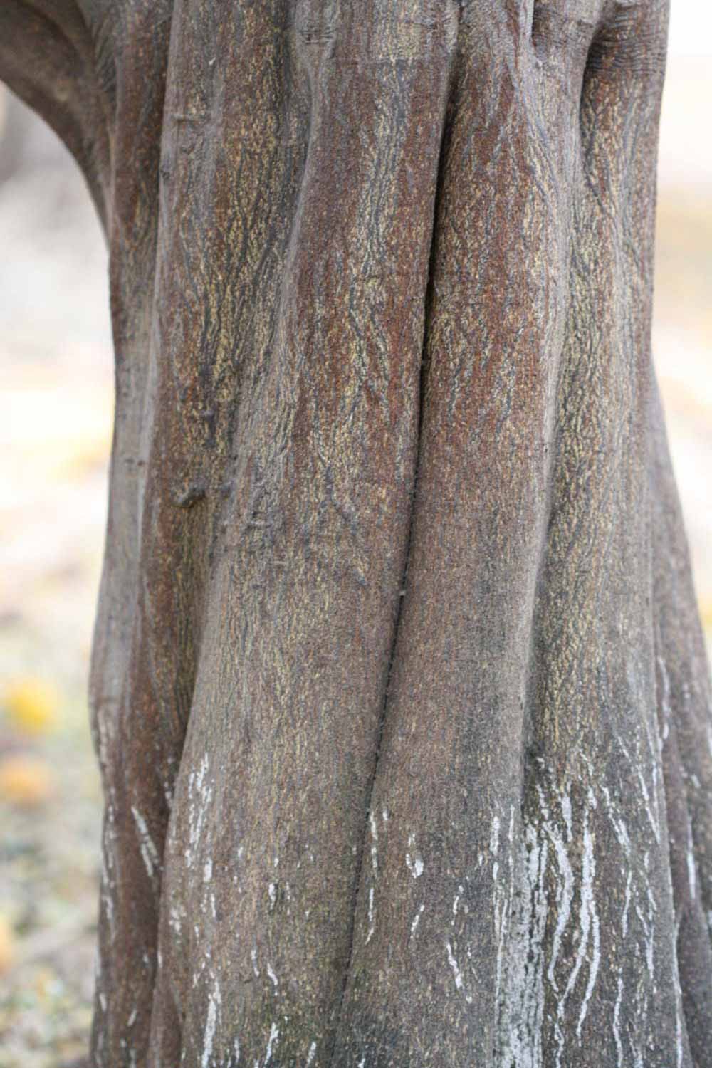              Bark (Riverside, CA)       